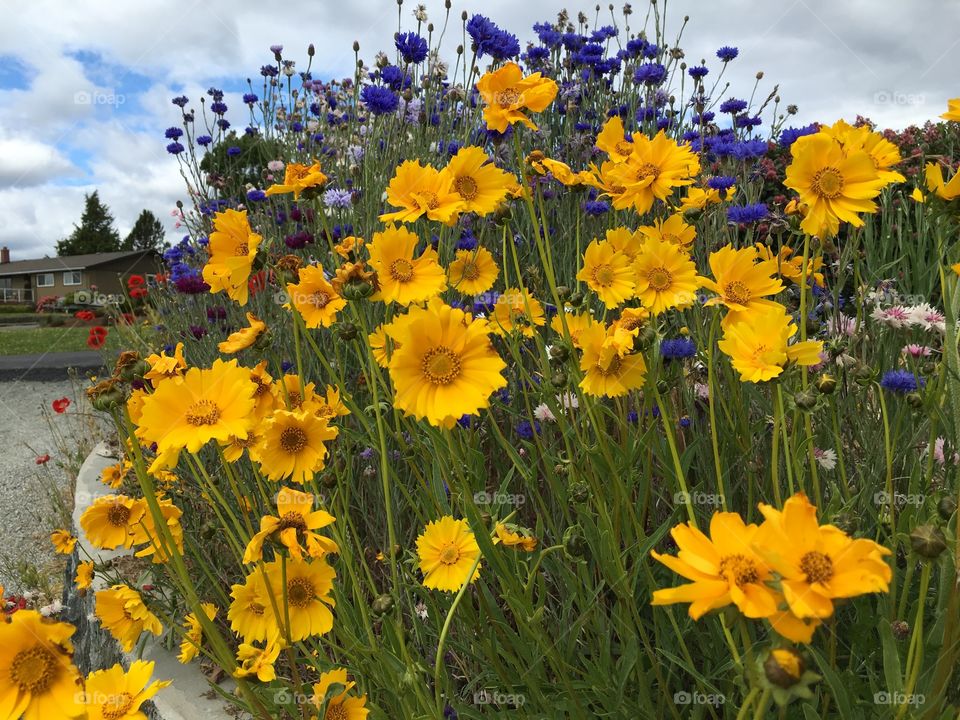 Yellow flowers