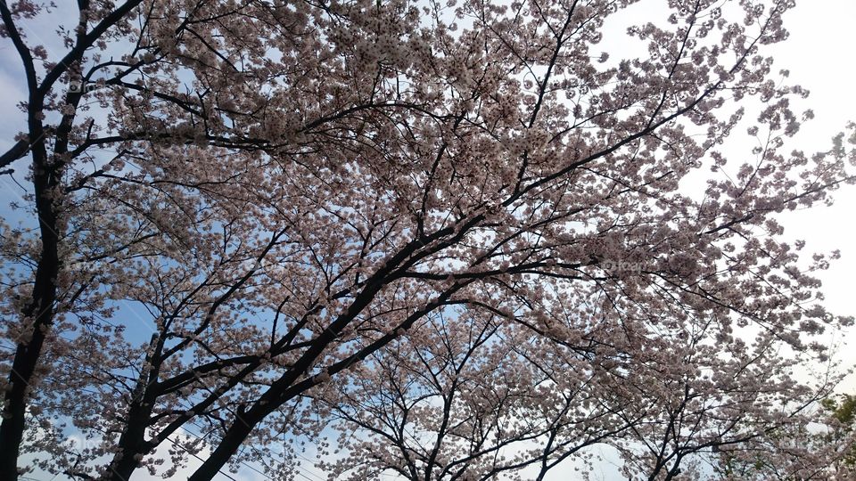 cherry blossom in Japan 2016・4