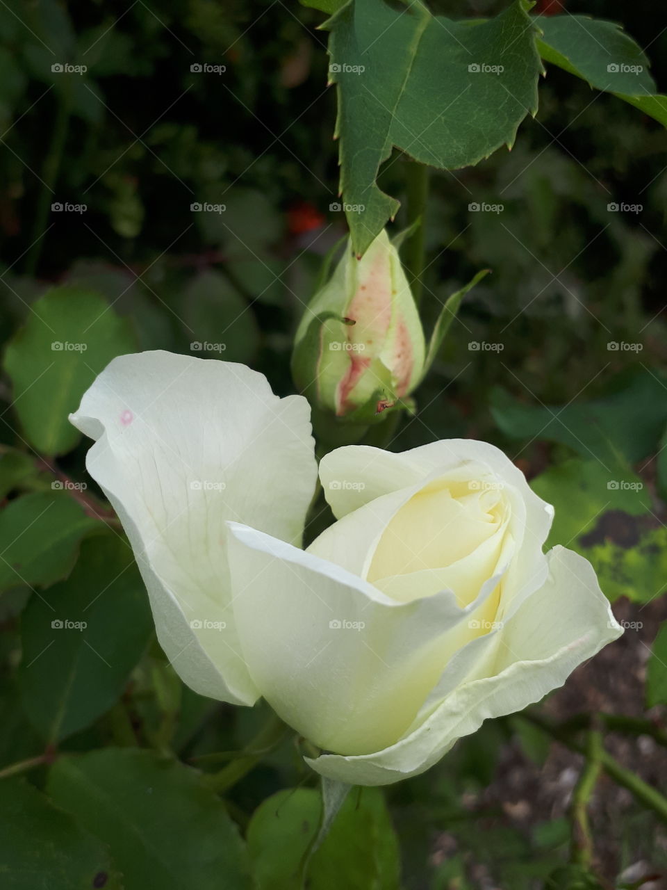 Flower, Nature, Leaf, Flora, Rose