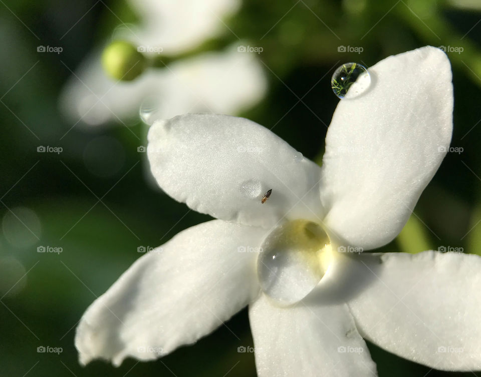 Purity and soft of cape jasmin in late afternoon after raining. Effect my feeling of peace and clam.