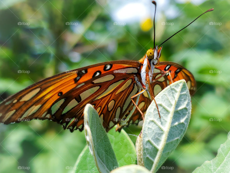 Beautiful colorful orange butterfly on a pineapple guava bush leaf