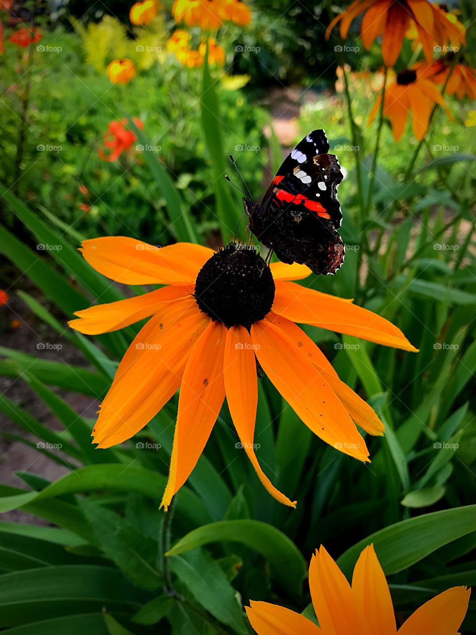 butterfly on a big orange flower