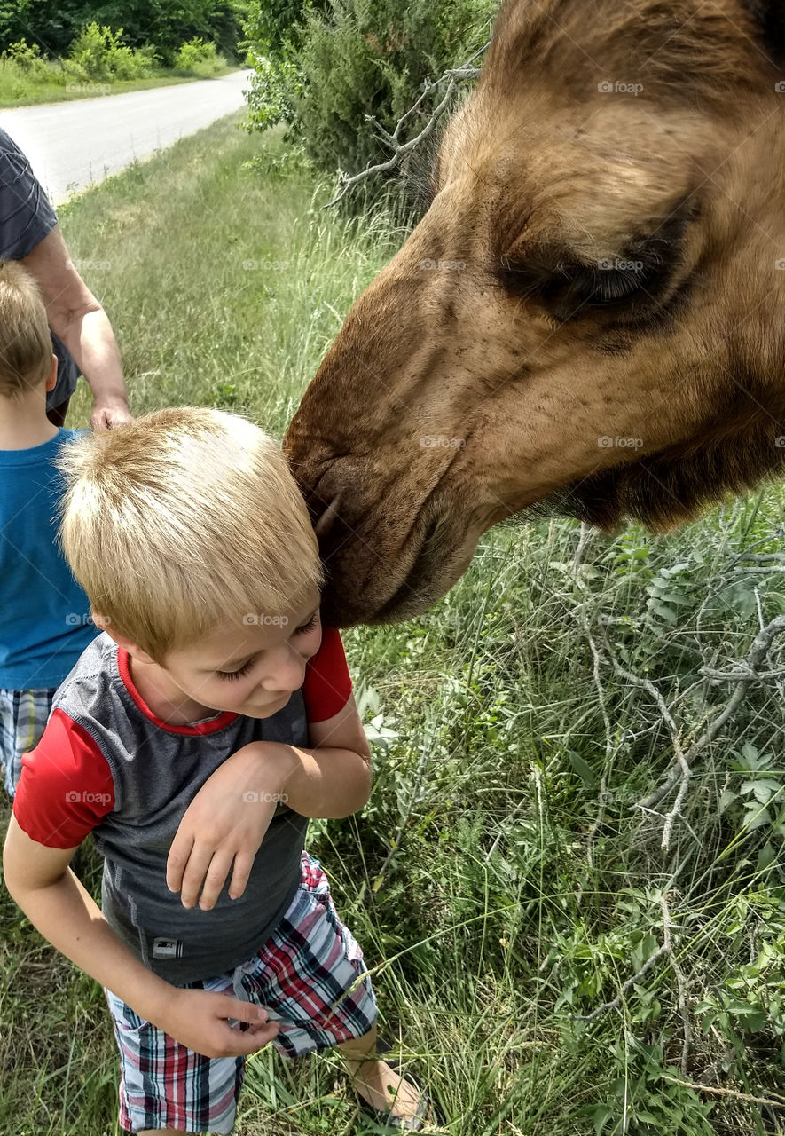 Getting a nibble from a camel