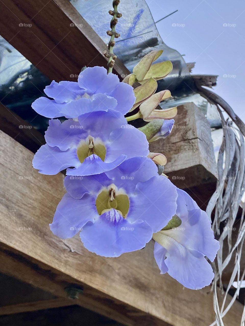 Beautiful flowers hanging from a trellis