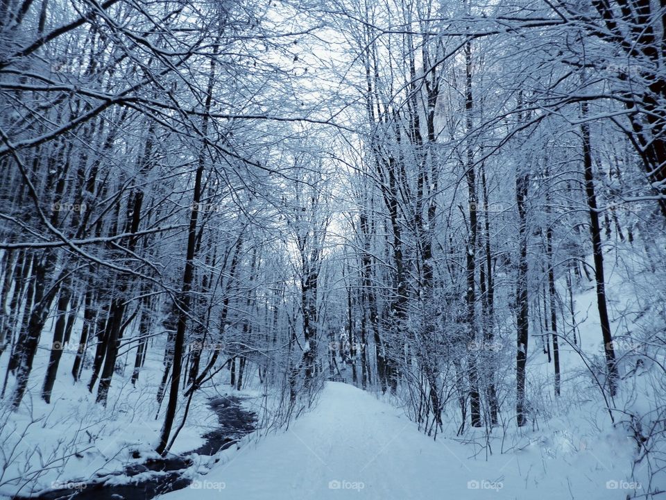 View of a forest during winter