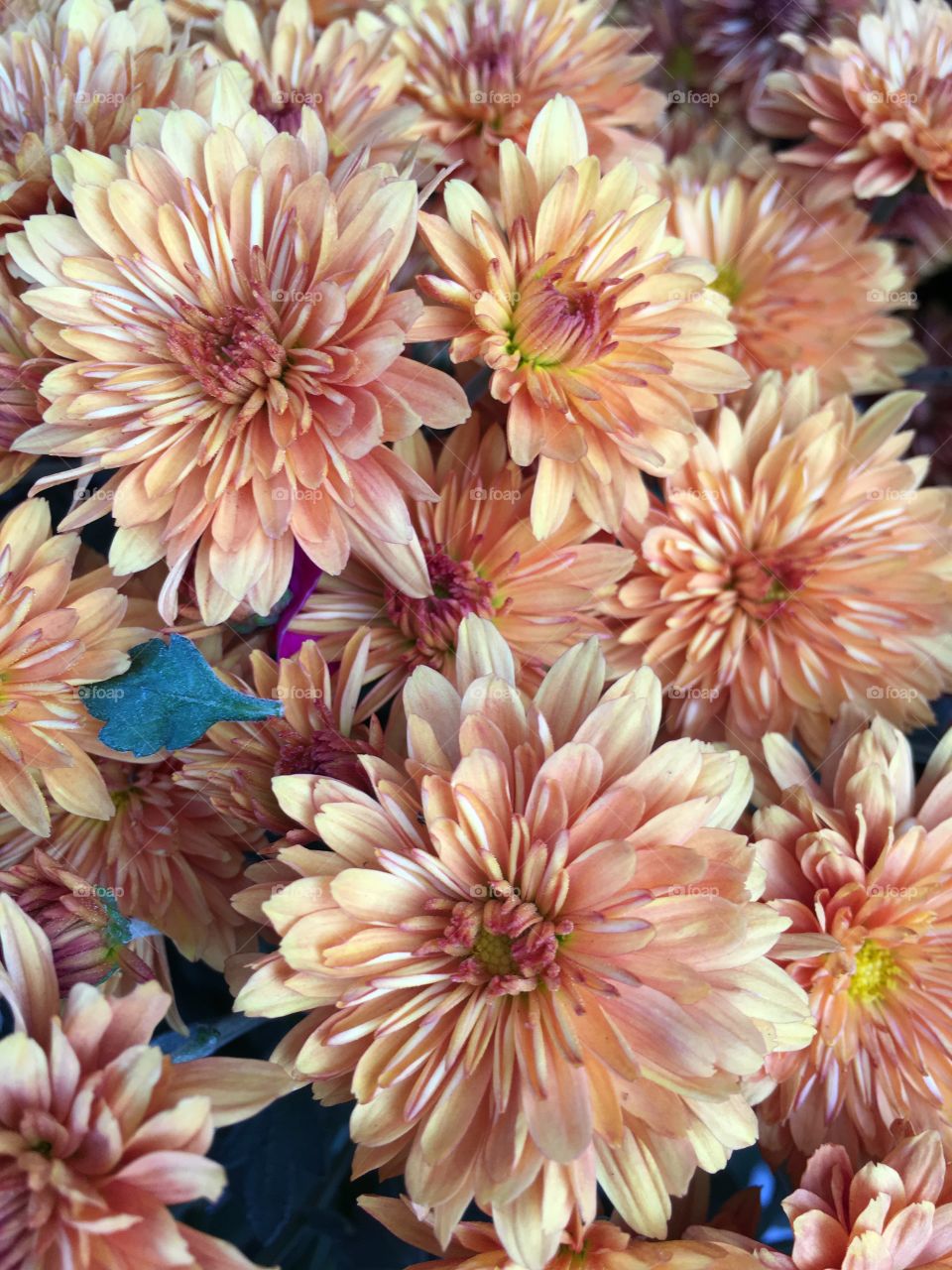 Orange asters