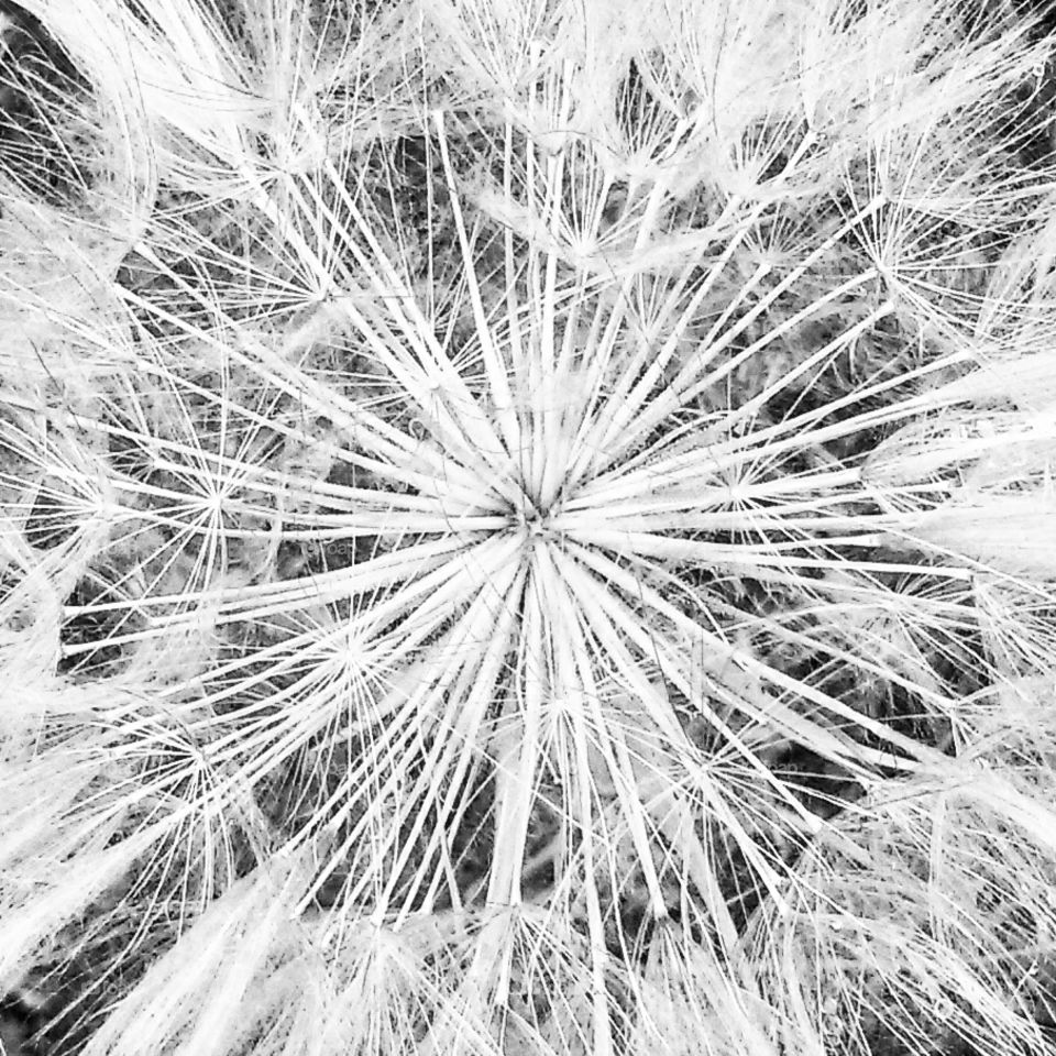 dandelion