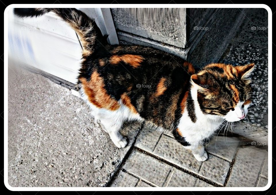 Little Fluffy Darlin'