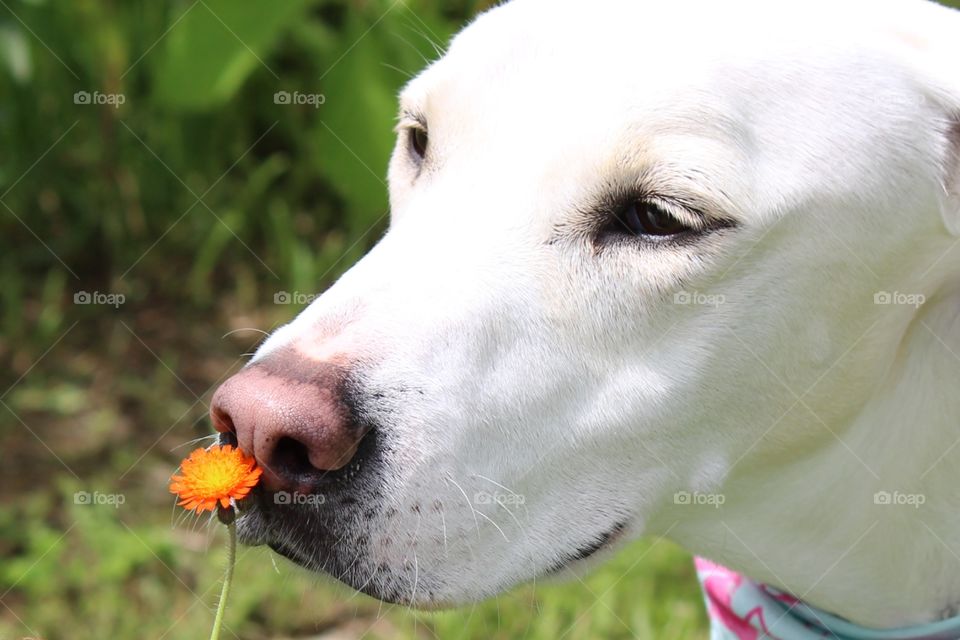 it's always good to stop and smell the flowers