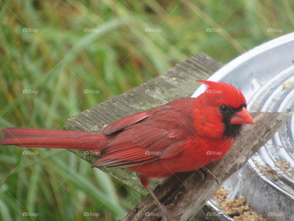 Male Cardinal at the feeder