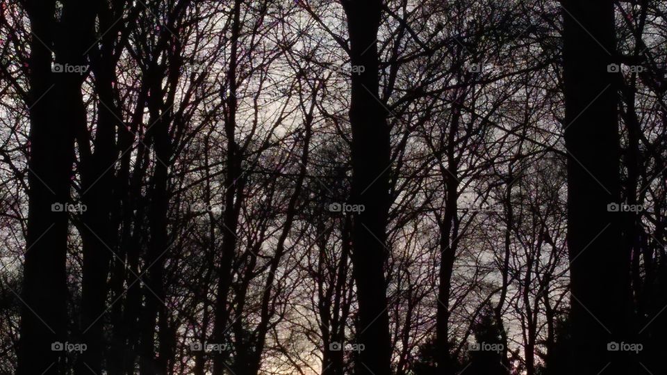 Strolling in our neighboring forests is always a treat ...