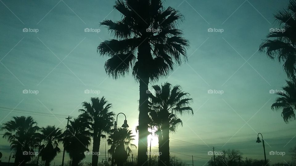 evening palm trees