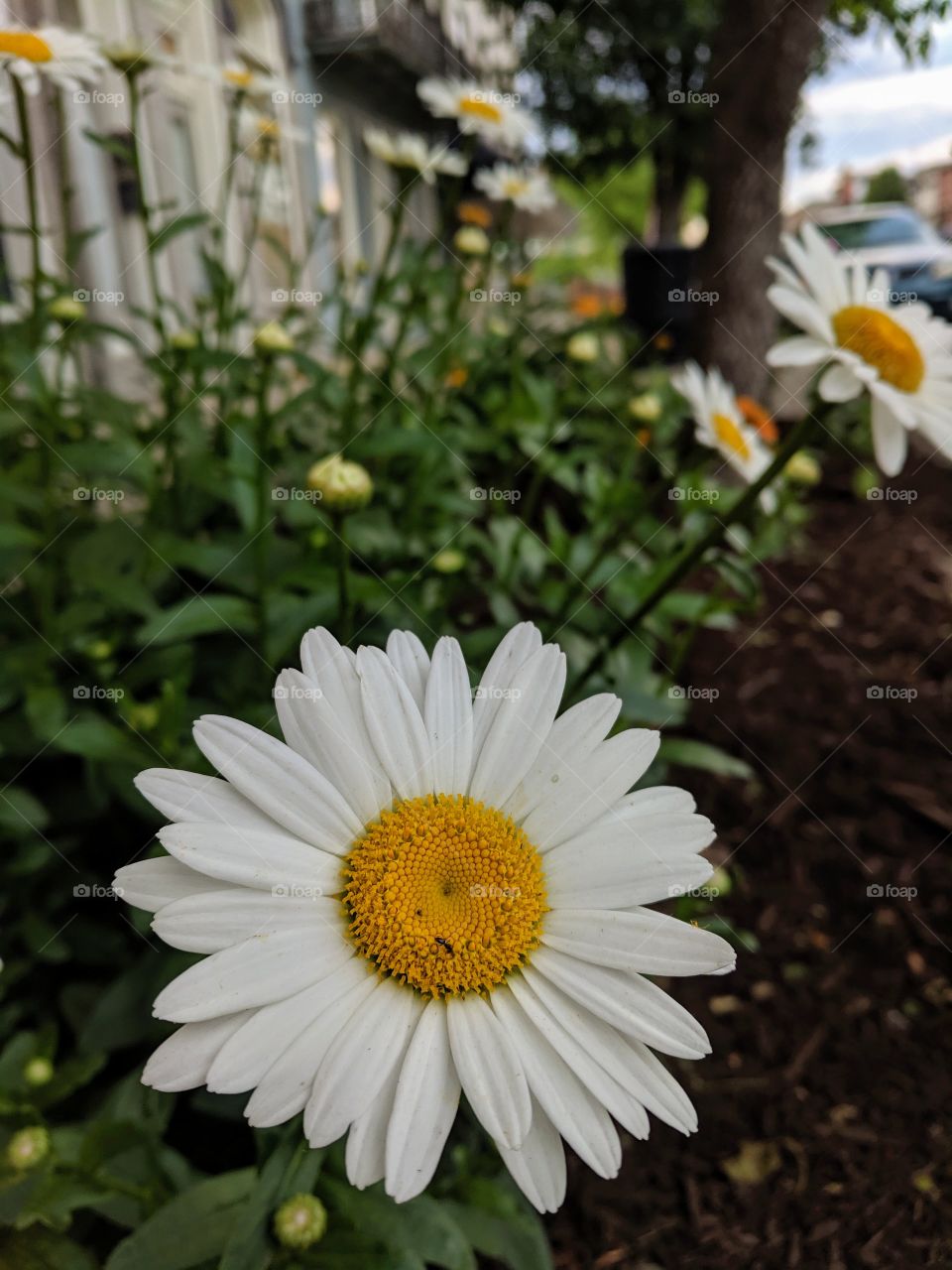 daisies