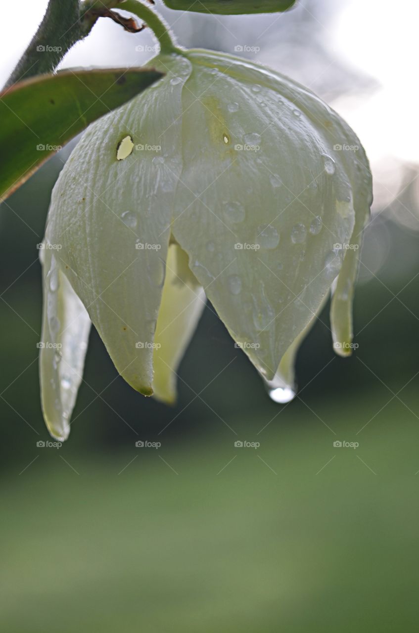 Yucca with dew drop