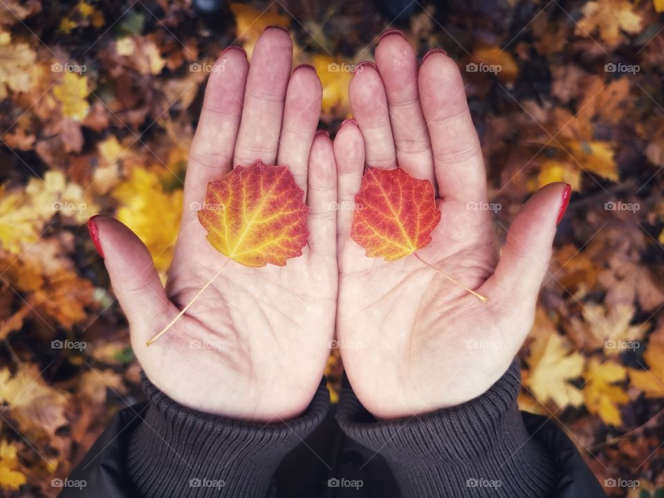 Autumn leaves in human hand