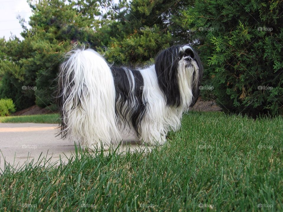 High angle view of dog