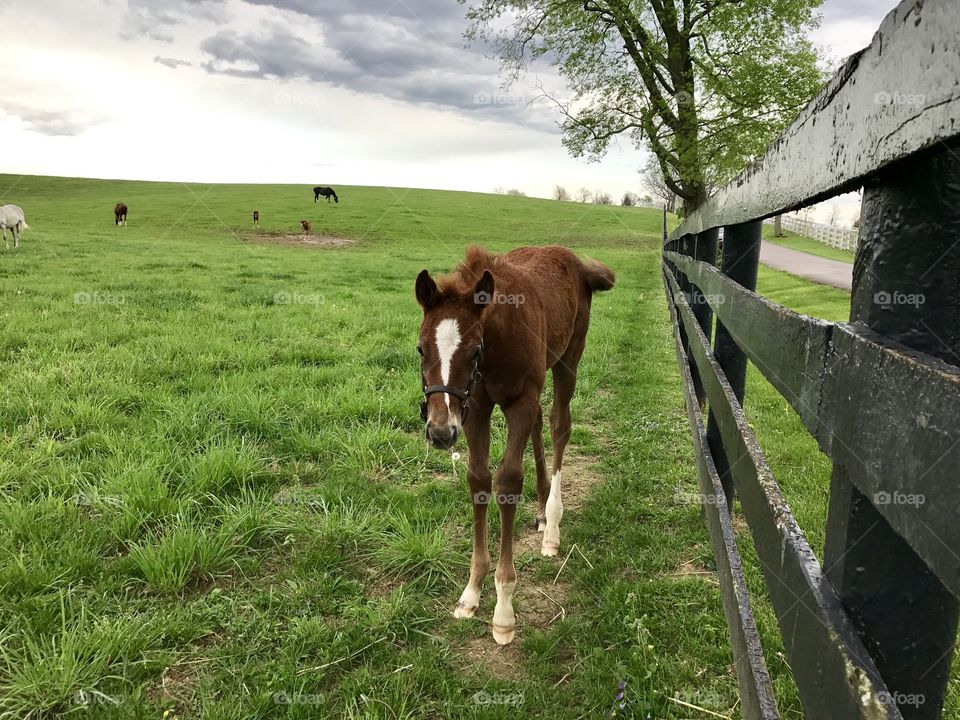 Foal 