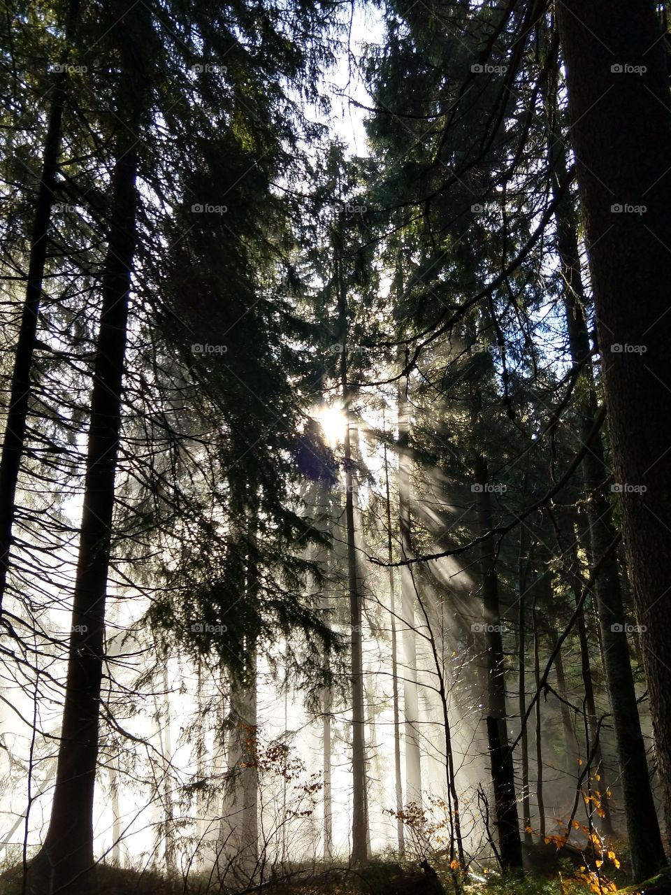 Mist in the woods during autumn. Slovakia