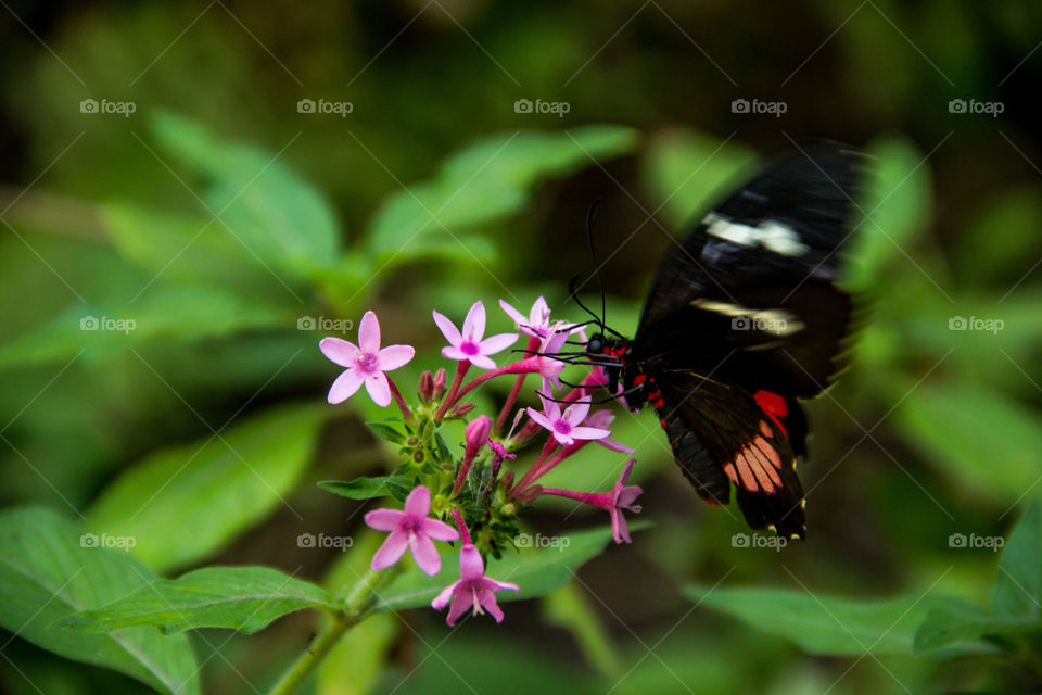 Picture of a flying butterfly that is pollinating on small pink flowers.