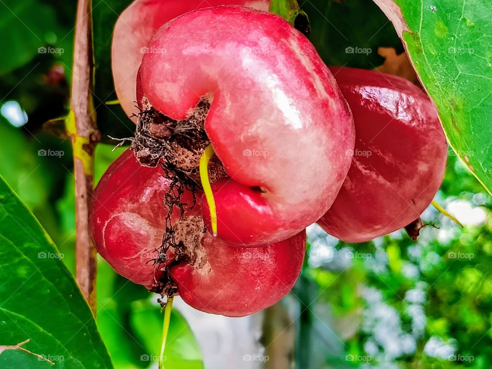 Wax apple fruits on the branch.