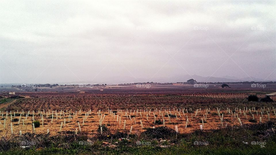preparando las viñas para el invierno