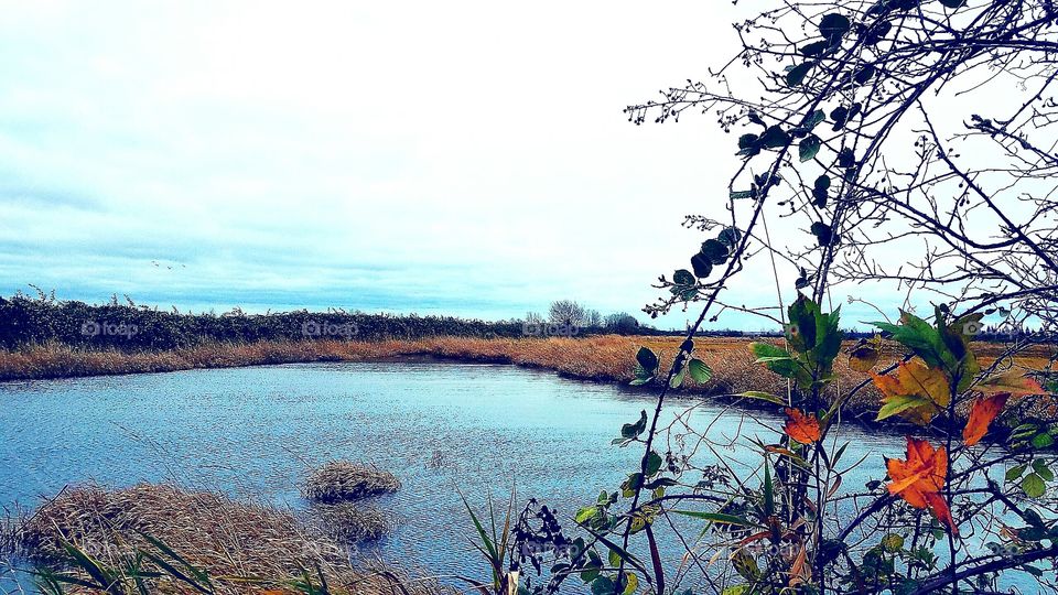 autumn pond