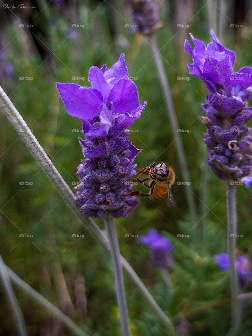 bee in lavender