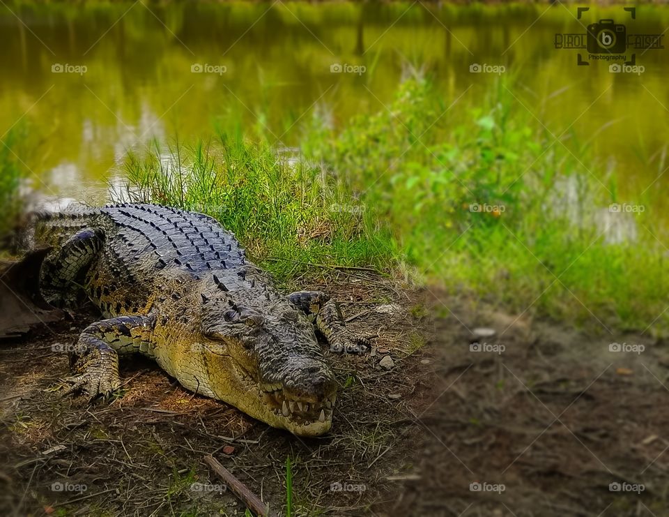 “Crocodile”
Cli©k By: Shah Faisal
Device: Huawei GR5 mobile camera
© All Credits & Rights are Reserved by Birol Faisal Photography.