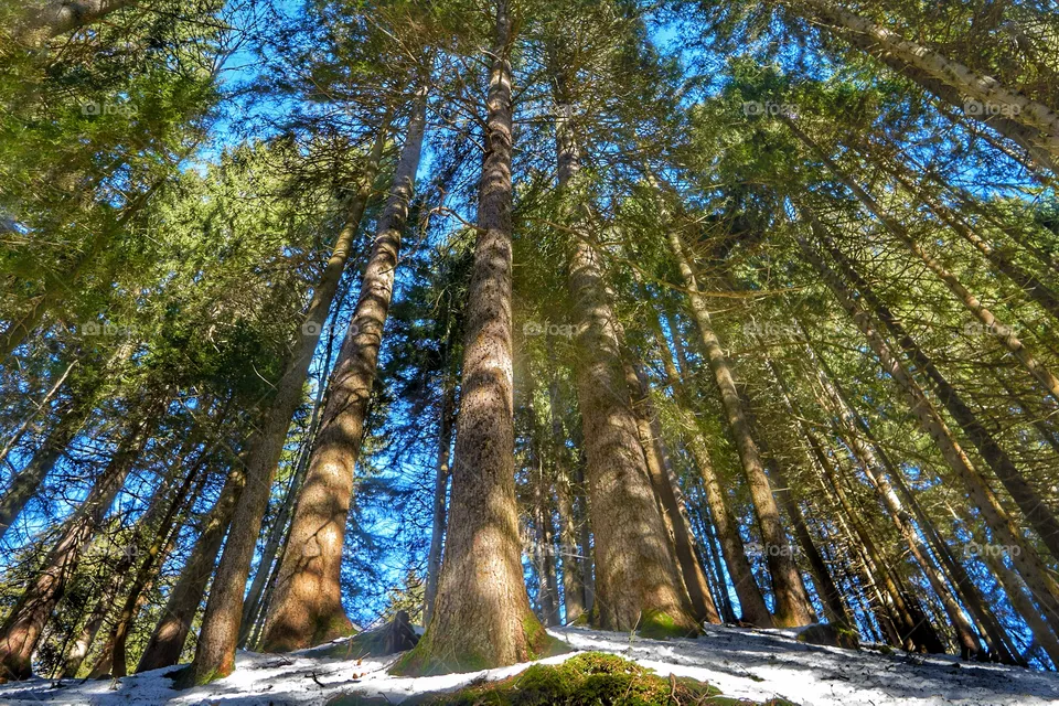 forest