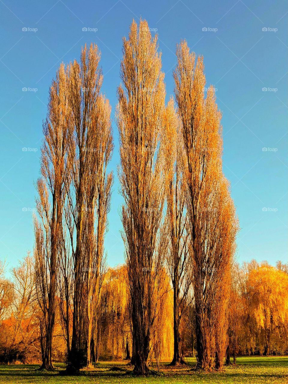 A stand of poplars with golden autumn colours against a bright blue sky with other golden hued trees in the background