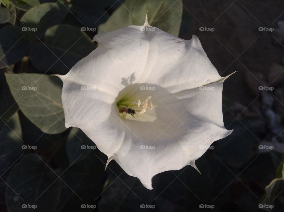 the Datura Flower white in colour looks very beautiful generally found everywhere fresh seasonal
