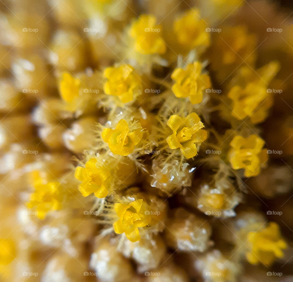 macrophoto of yellow flowers