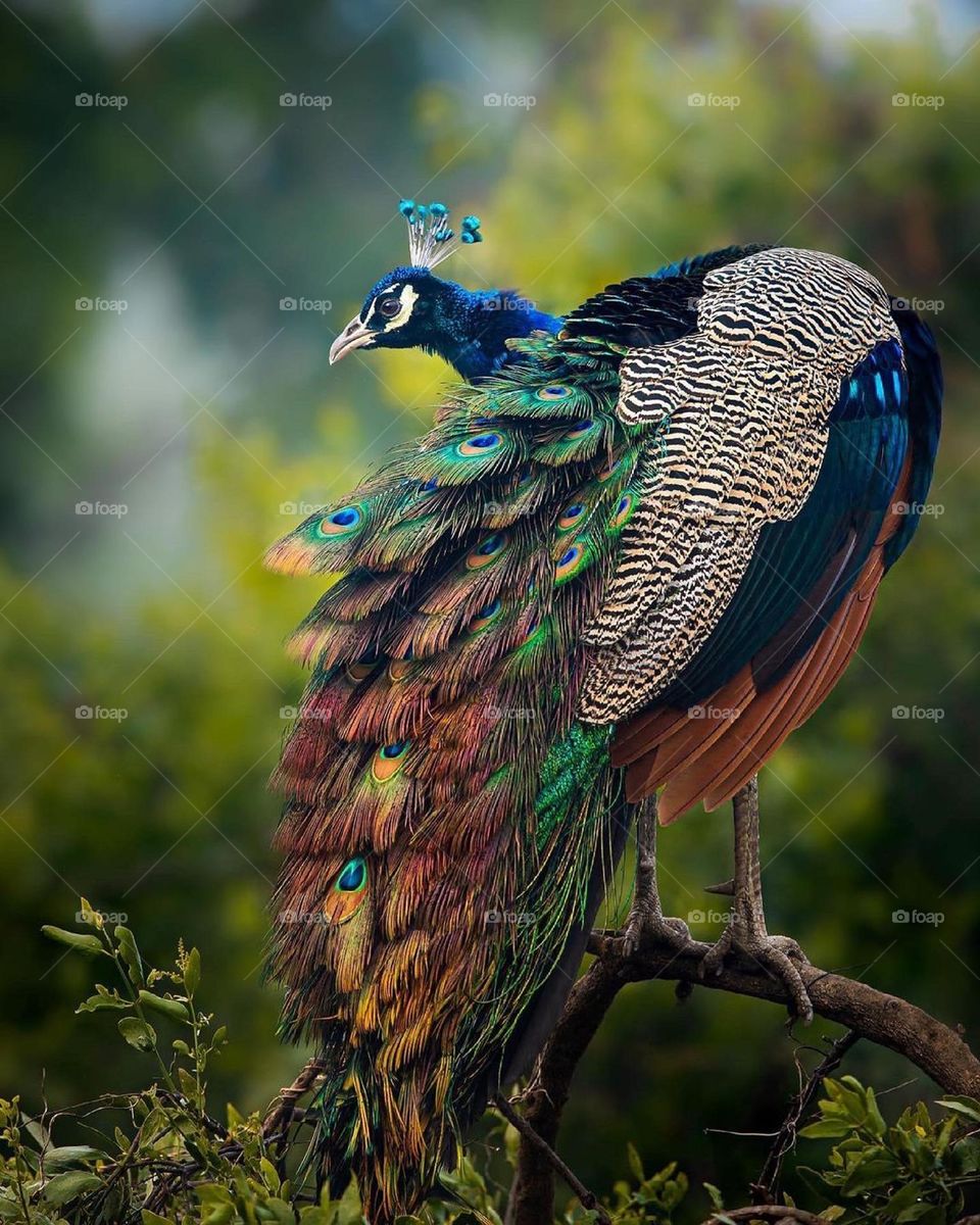 peacock