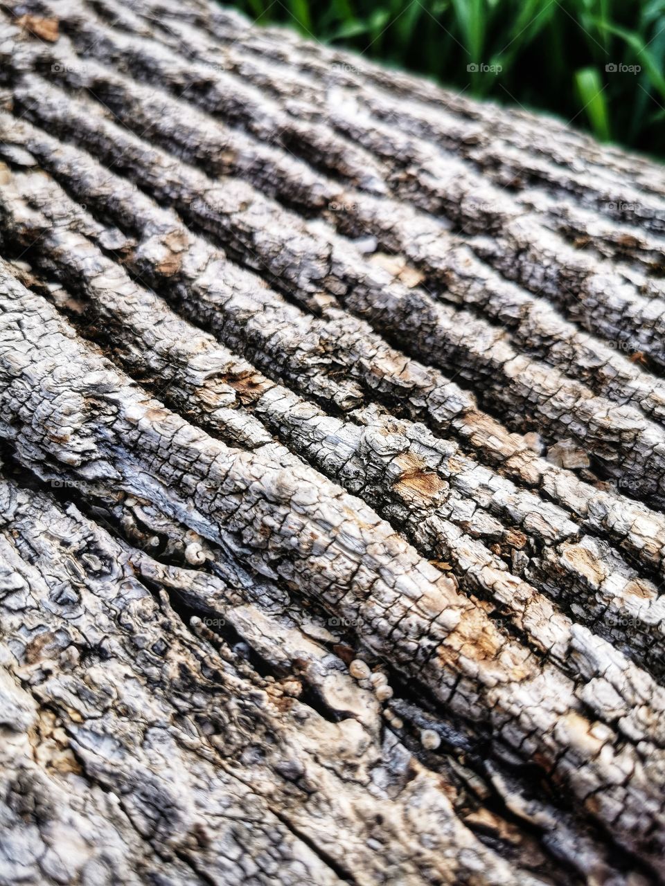 Forest day outdoor nature greens wild forest greens