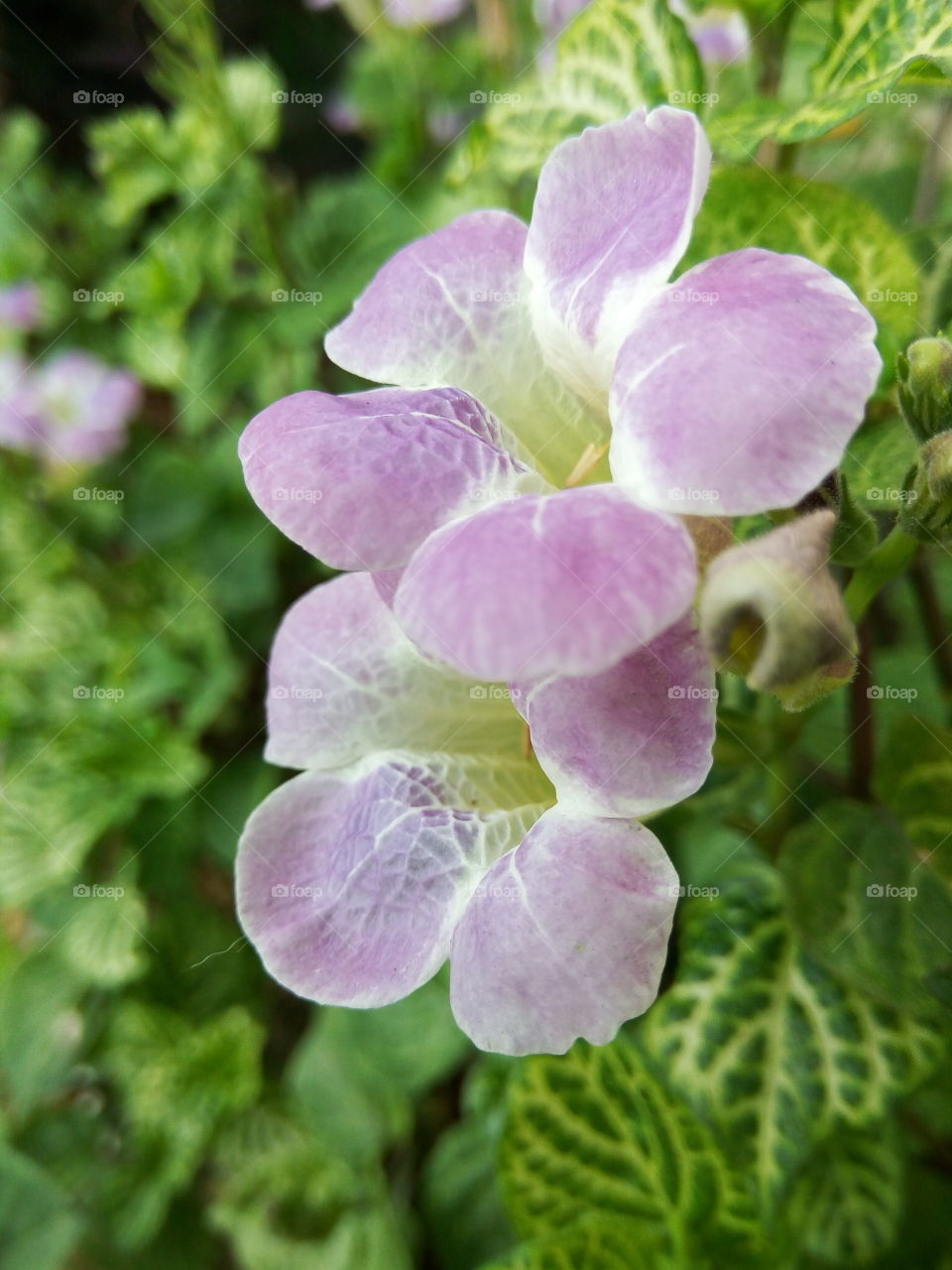 Nature, Flora, Flower, Leaf, Garden