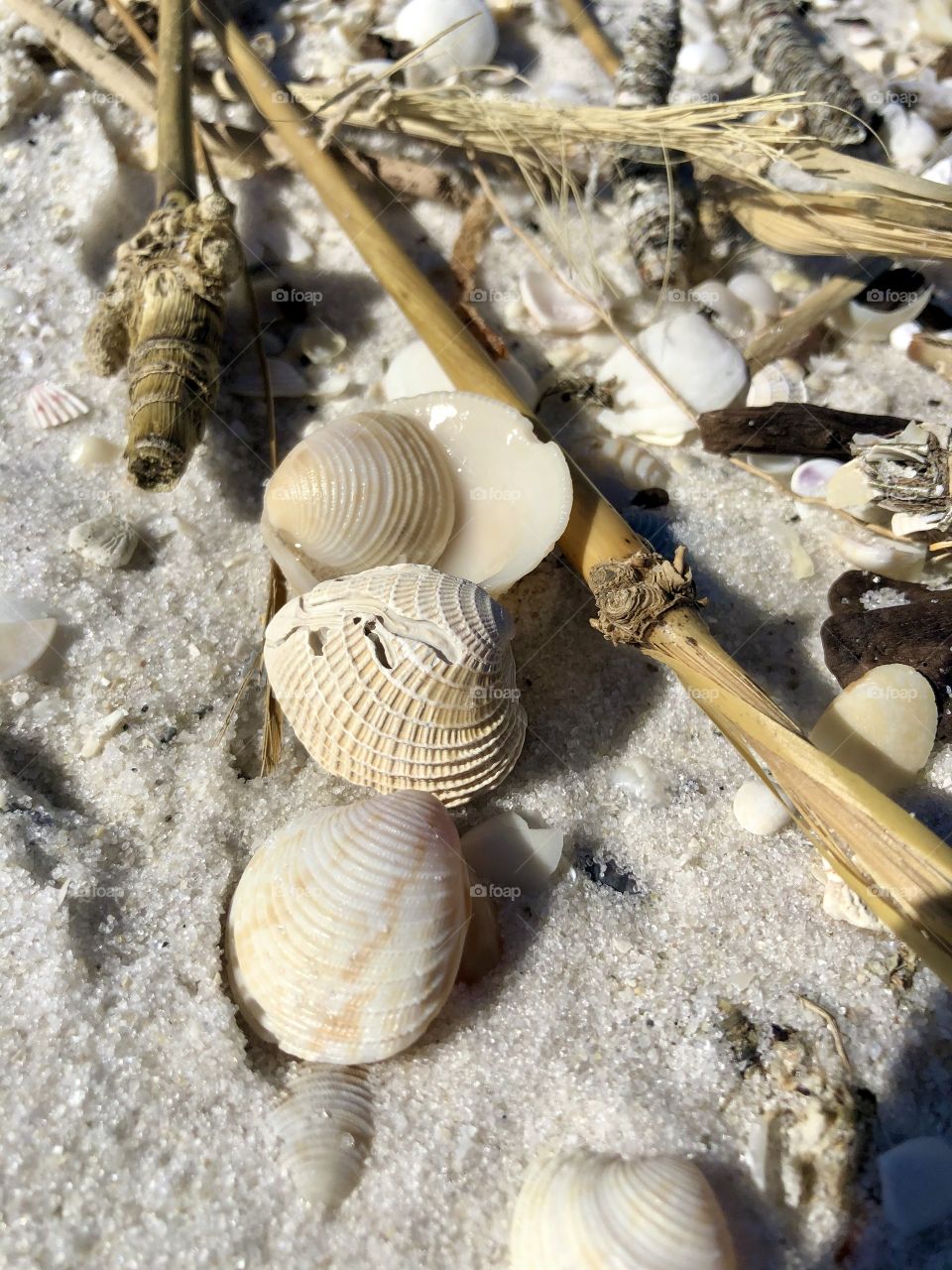 Various seashells and detritus left on shore at low tide 