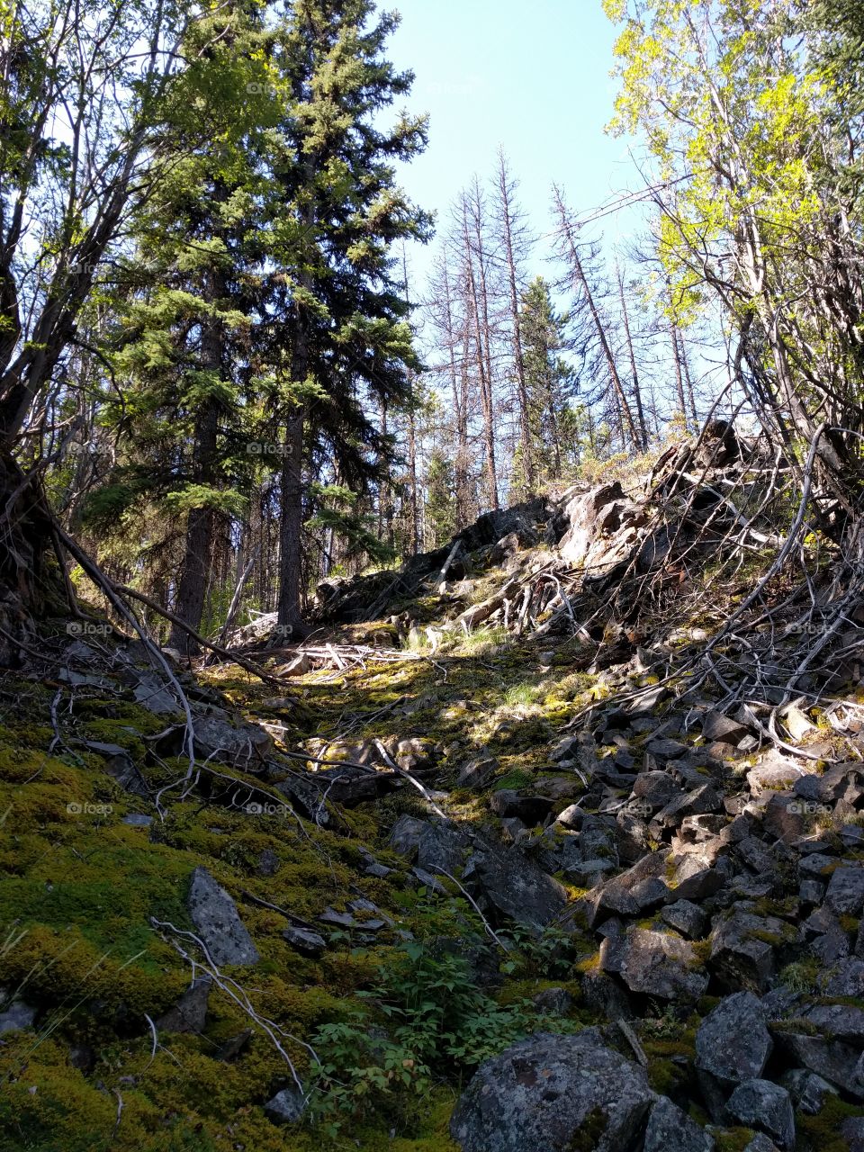 Rocky forest