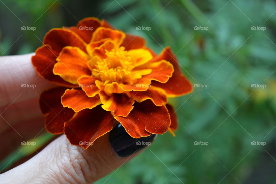 orange flower marigold in hand