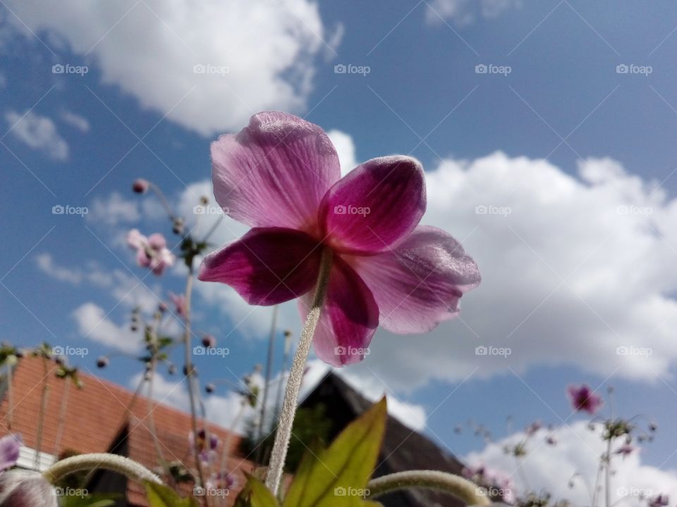 beautiful pink flower background