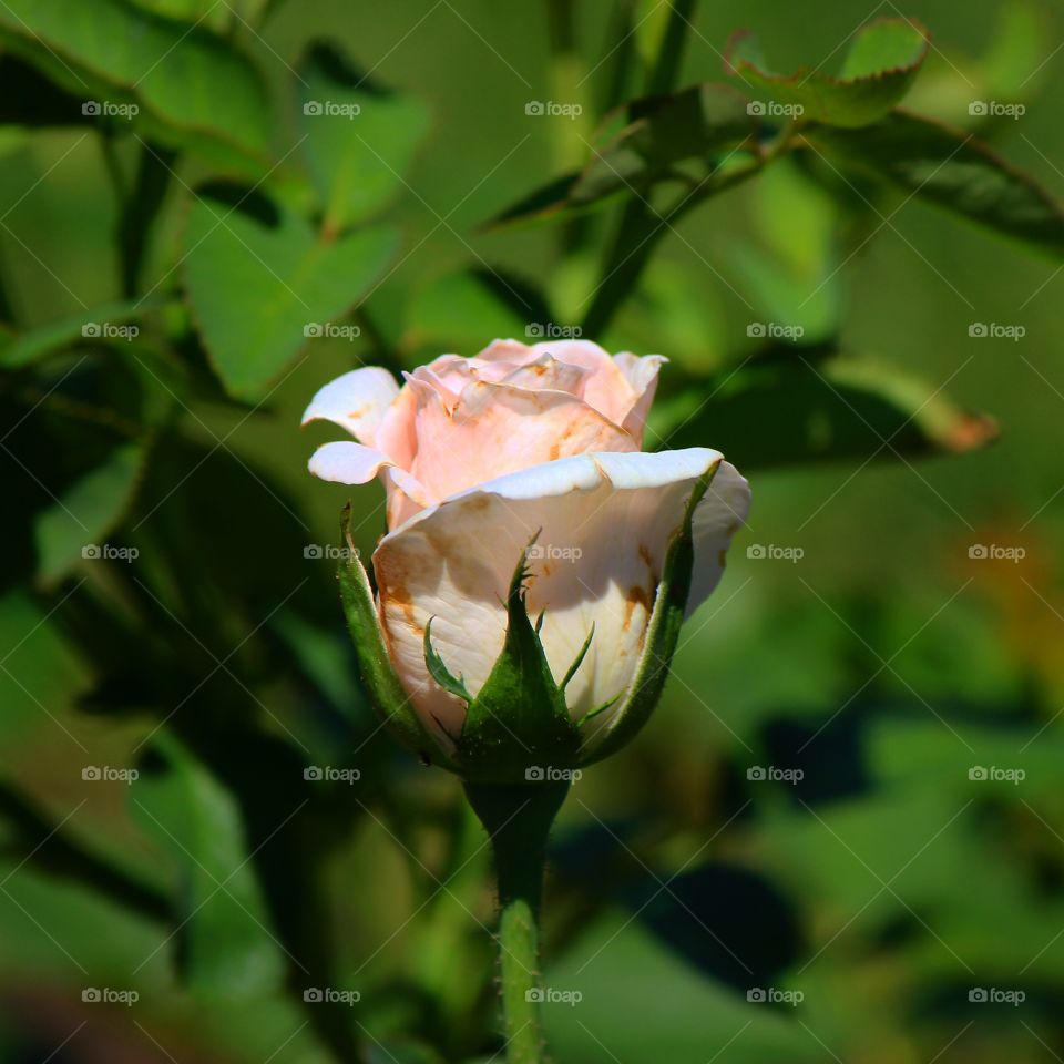 Elevated view of rose