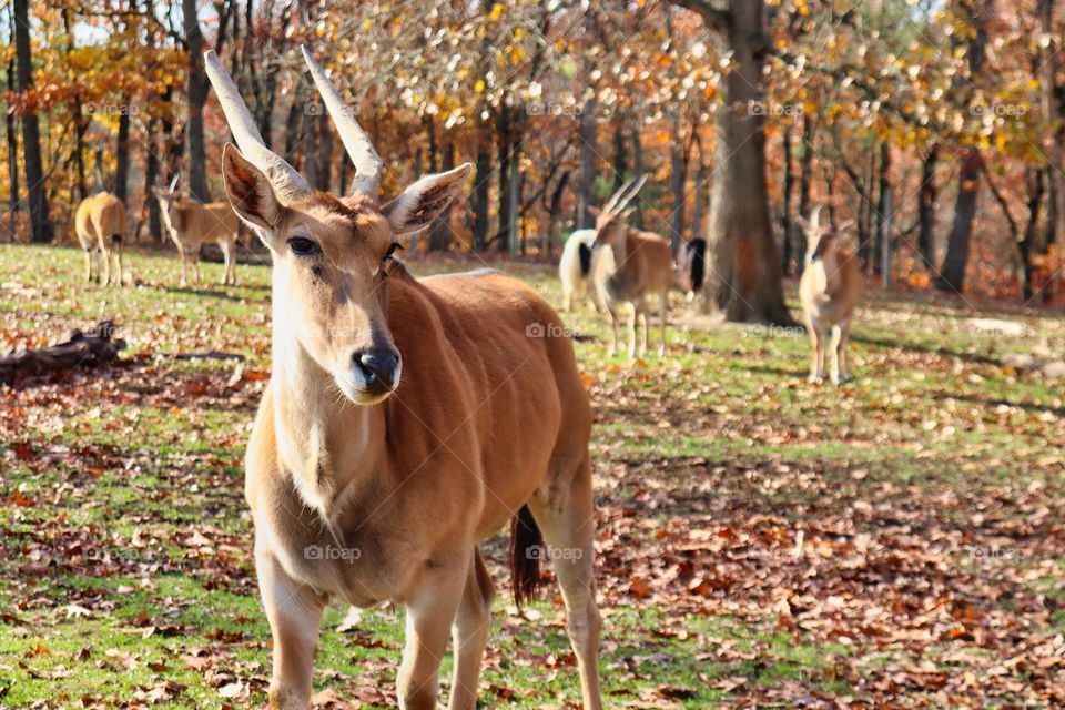 Eland closeup