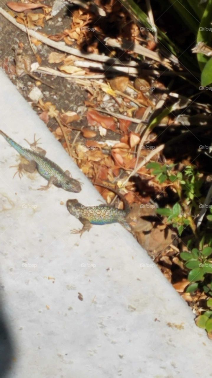 blue belly lizard standoff