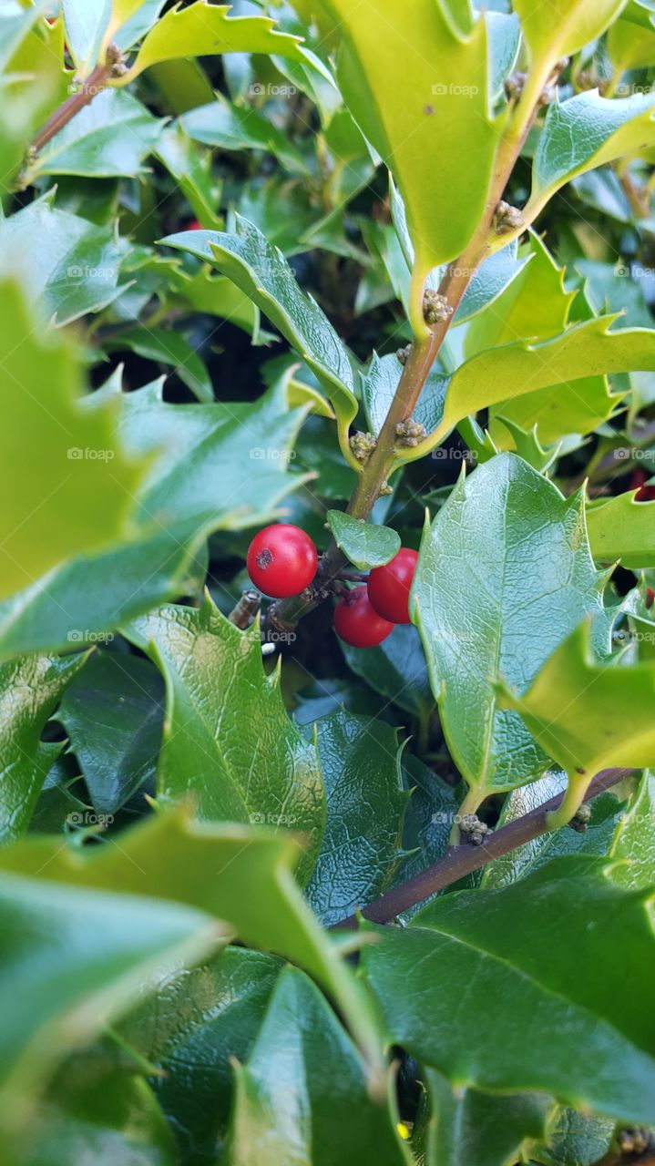 red berries