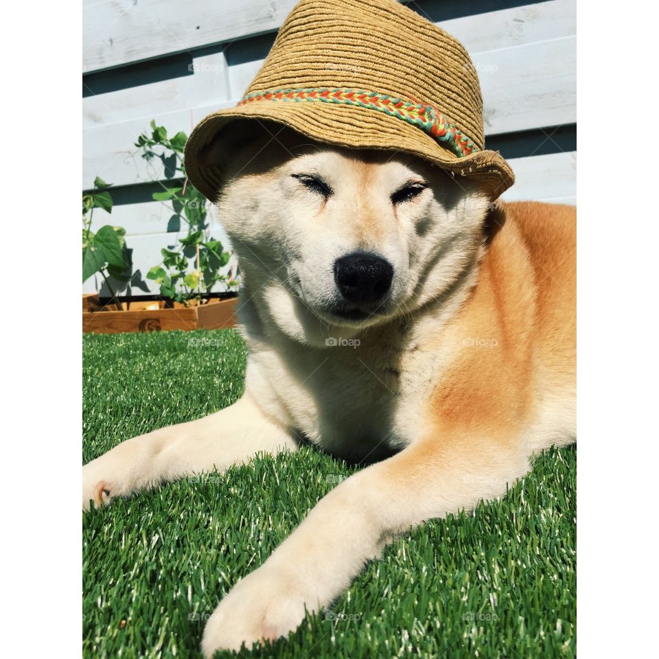 A cute red shiba relaxing on the grass in the sun wearing a sun hat with a colourful band.