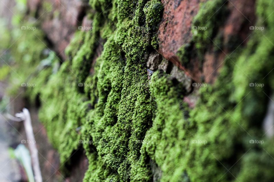 Moss on bricks