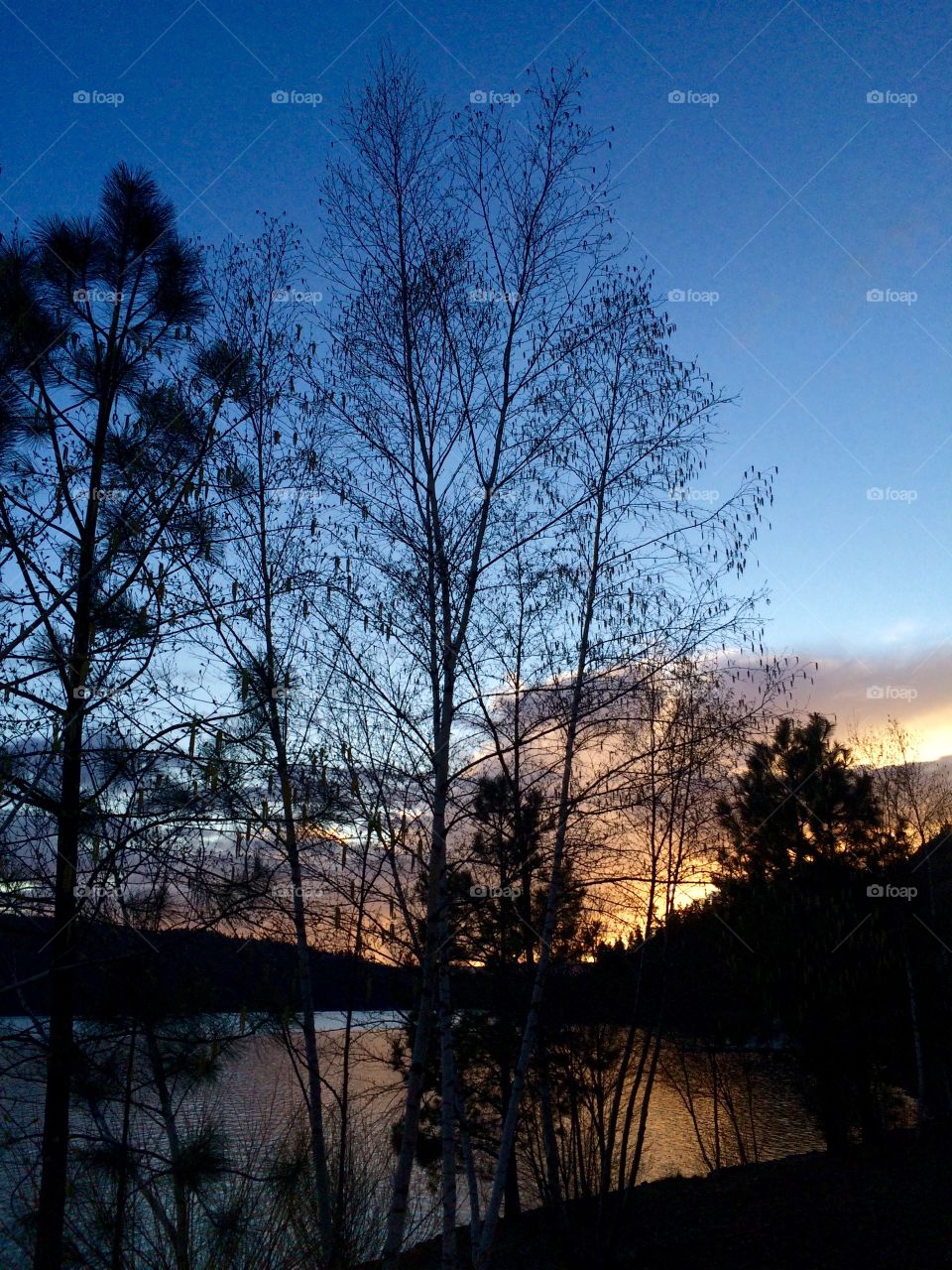 Evening Sunset Between Trees 