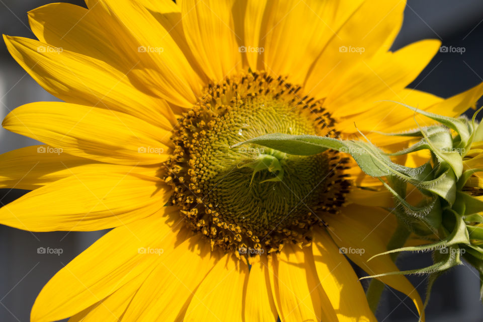 Girasol