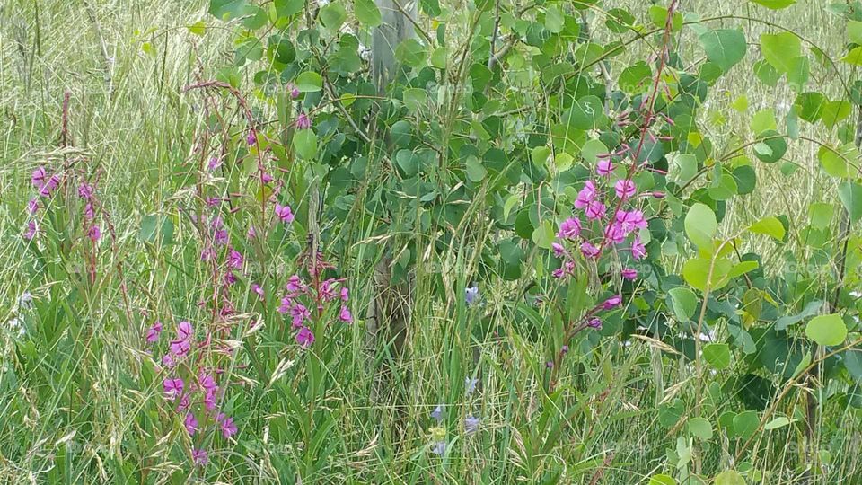 Wild flowers