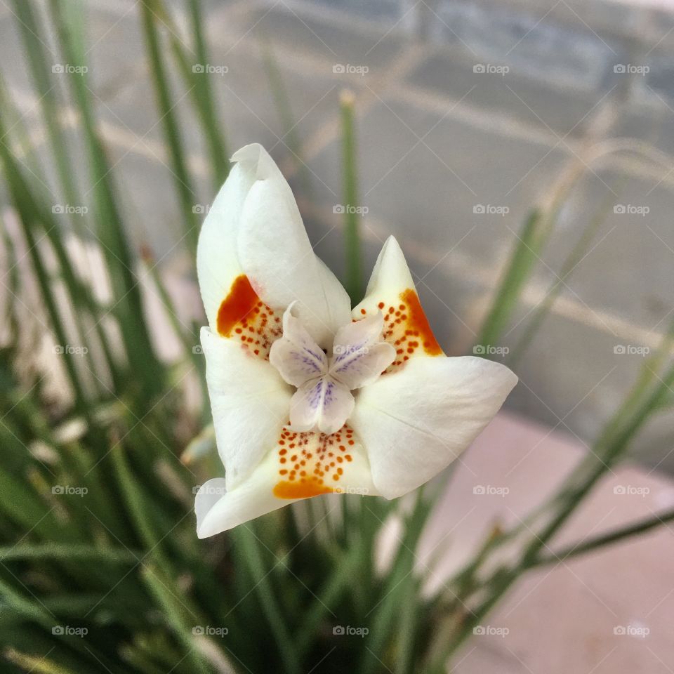 🌹 🇺🇸 Very beautiful flowers to brighten our day.  Live nature and its beauty. Did you like the delicate petals? / 🇧🇷 Flores muito bonitas para alegrar nosso dia. Viva a natureza e sua beleza. Gostaram das pétalas delicadas? 