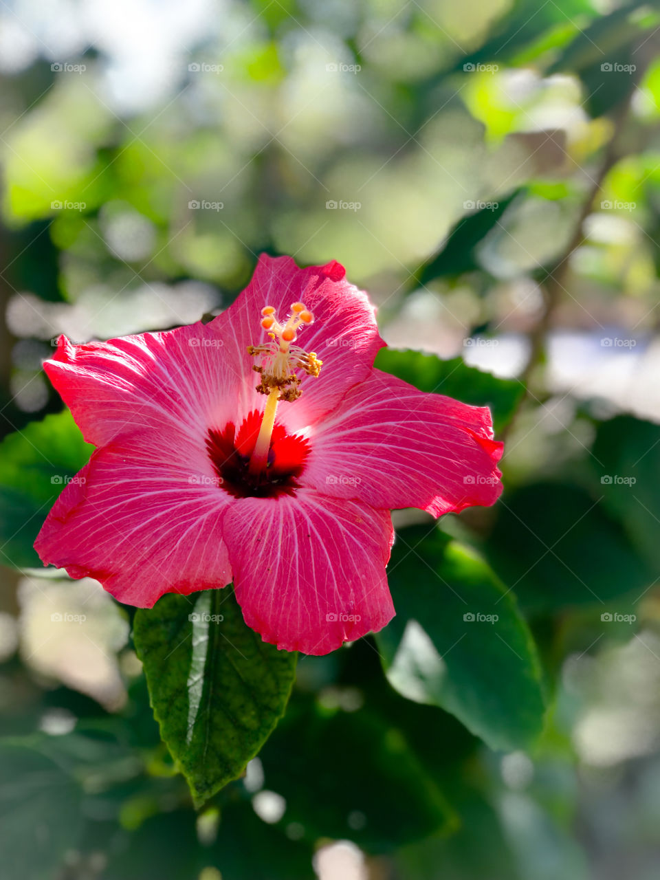 Hibiscus bloom 